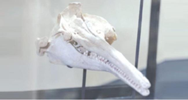 dolfin fossil