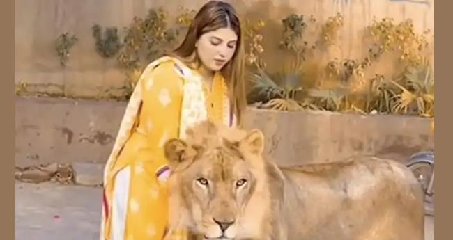 Young woman stroking lion shocks social media;  Watch the video