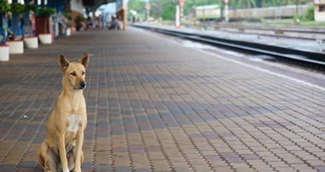 റെ​യി​ൽ​വേ സ്റ്റേ​ഷ​നു​ക​ൾ നാ​യ്ക്ക​ളു​ടെ താ​വ​ളം