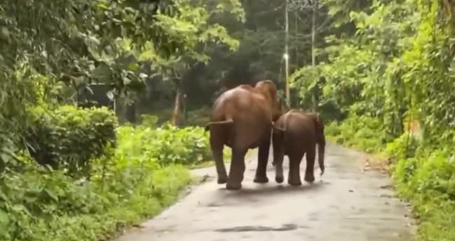 അ​മ്മ കൈ​വി​ടി​ല്ല... മ​ല​യാ​റ്റൂ​രി​ൽ കി​ണ​റ്റി​ൽ വീ​ണ കു​ട്ടി​യാ​ന​യെ അ​മ്മ​യാ​ന ര​ക്ഷ​പെ​ടു​ത്തി