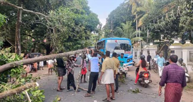 മാ​ന്നാ​റി​ൽ റോ​ഡി​ലേ​യ്ക്ക് മ​രം ക​ട​പു​ഴ​കി വീ​ണു: സ്ത്രീ​ക്ക് പ​രി​ക്കേ​റ്റു