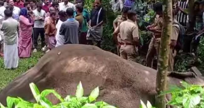 മ​ല​പ്പു​റ​ത്ത് കാ​ട്ടാ​ന ച​രി​ഞ്ഞ നി​ല​യി​ൽ; ഷോ​ക്കേ​റ്റ​തെ​ന്ന് പ്രാ​ഥ​മി​ക നി​ഗ​മ​നം