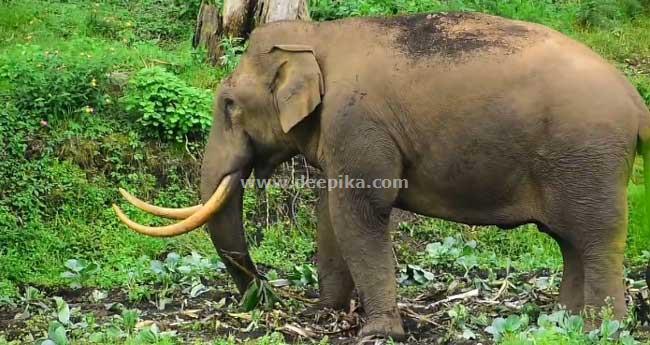 പ​ട​യ​പ്പ വീ​ണ്ടും ജ​ന​വാ​സ മേ​ഖ​ല​യി​ല്‍; കൃ​ഷി ന​ശി​പ്പി​ച്ചു