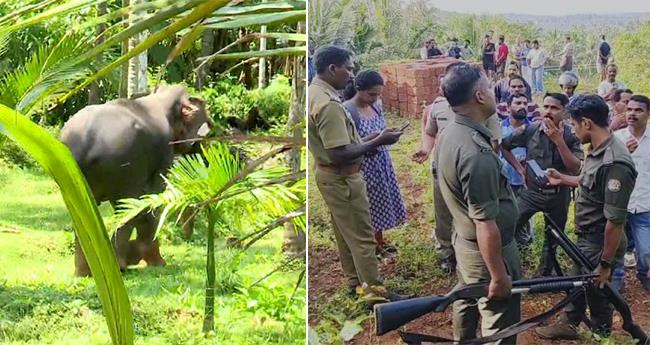 പേ​രാ​മ്പ്ര​യി​ൽ ഇ​റ​ങ്ങി​യ കാ​ട്ടാ​ന​യെ കാ​ടു​ക​യ​റ്റാ​നാ​യി​ല്ല; മ​യ​ക്കു​വെ​ടി വ​യ്ക്ക​ണ​മെ​ന്ന് നാ​ട്ടു​കാ​ർ