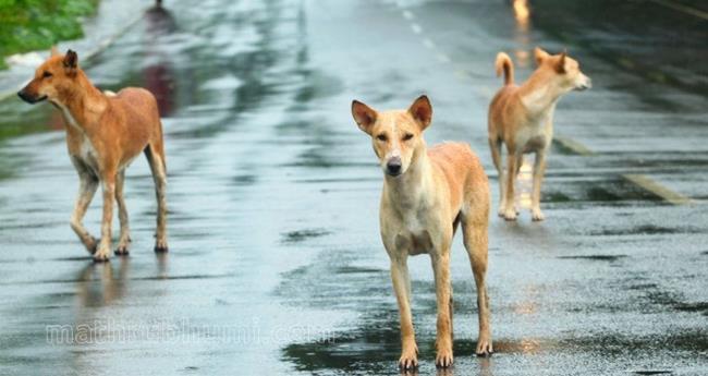 നാ​യ കു​റു​കെ ചാ​ടി; ഓ​ട്ടോ മ​റി​ഞ്ഞ് ആ​റു​പേ​ർ​ക്ക് പ​രി​ക്ക്