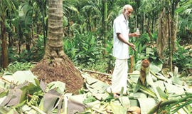 കാ​ട്ടാ​ന കൃഷി ന​ശി​പ്പി​ച്ചു; ആ​ത്മ​ഹ​ത്യാഭീ​ഷ​ണി മു​ഴ​ക്കി ക​ർ​ഷ​ക​ൻ