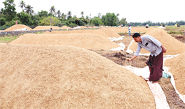 നെ​ല്ല​റ​ക​ൾ ദു​രി​ത​ത്തി​ൽ...സംഭരണം മന്ദഗതിയിൽ,  നെൽകർഷകർ പ്രതിസന്ധിയിൽ