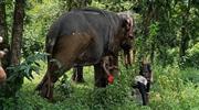 സി​നി​മാ ഷൂ​ട്ടിം​ഗി​ന് എ​ത്തി​ച്ച ആ​ന​ക​ൾ ഏ​റ്റു​മു​ട്ടി; പ​രി​ക്കേ​റ്റ ആ​ന കാ​ടു​ക​യ​റി