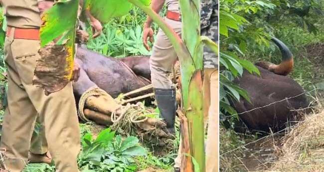 തി​രു​വ​ന​ന്ത​പു​ര​ത്ത് ഭീ​തി​പ​ര​ത്തി​യ കാ​ട്ടു​പോ​ത്തി​നെ മ​യ​ക്കു​വെ​ടി​വ​ച്ച് പി​ടി​കൂ​ടി