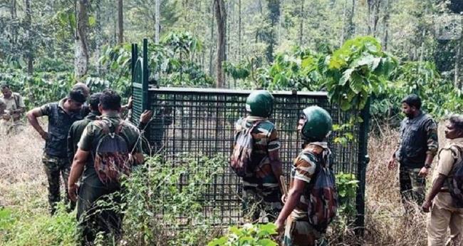 അ​മ​ര​ക്കു​നി​യി​ൽ ഇ​റ​ങ്ങി​യ ക​ടു​വ​യെ വ​ള​ഞ്ഞ് ദൗ​ത്യ സം​ഘം