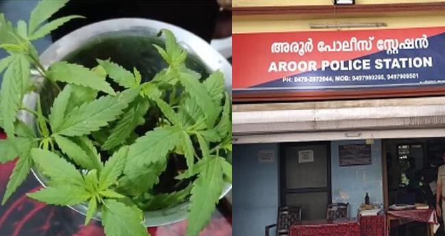 അരൂ​രി​ൽ വീ​ട്ടു​മു​റ്റ​ത്ത് ക​ഞ്ചാ​വ് ചെ​ടി; മൂ​ന്ന് പ്ല​സ് വ​ൺ വി​ദ്യാ​ർ​ഥി​ക​ൾ പി​ടി​യി​ൽ