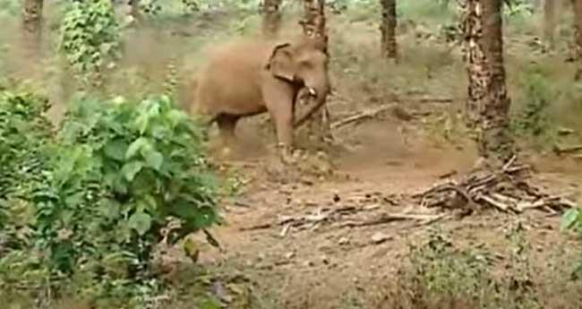 അ​തി​ര​പ്പി​ള്ളി​യി​ൽ ക​ണ്ടെ​ത്തി​യ കാ​ട്ടാ​ന​യു​ടെ ആ​രോ​ഗ്യ​സ്ഥി​തി​യി​ൽ പു​രോ​ഗ​തി​യി​ല്ല