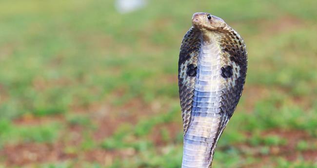 മൂ​ർ​ഖ​ൻ ക​ഴു​ത്തി​ൽ ചു​റ്റി; തൊ​ഴി​ലാ​ളി ര​ക്ഷ​പ്പെ​ട്ട​ത് ത​ല​നാ​രി​ഴ​യ്ക്ക്