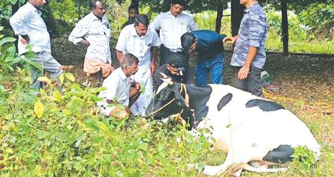 തട്ടേക്കാട്ടും കാട്ടാന ആക്രമണം: വീട്ടമ്മ രക്ഷപ്പെട്ടത് തലനാരിഴയ്ക്ക്, പശുവിനെ എടുത്തെറിഞ്ഞു