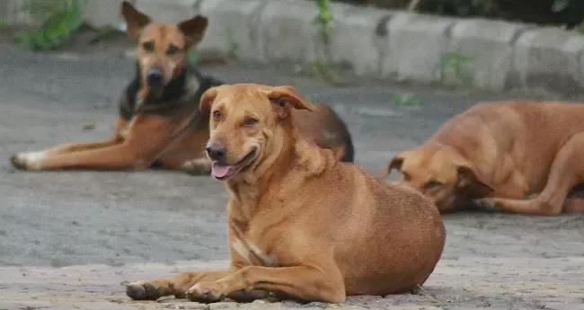 തെ​രു​വു​നാ​യ​യു​ടെ ആ​ക്ര​മ​ണ​ത്തി​ൽ വി​ദ്യാ​ർ​ഥി​ക്ക് പ​രി​ക്ക്