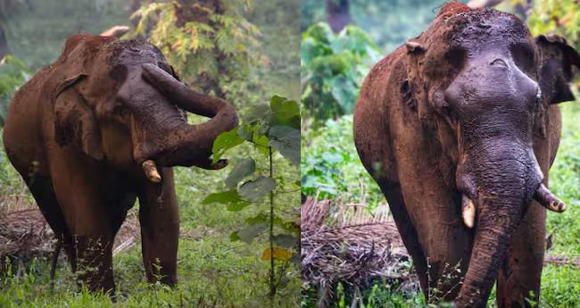 മ​സ്​ത​ക​ത്തി​ൽ മു​റി​വേ​റ്റ മ​റ്റൊ​രു കാ​ട്ടാ​ന​കൂ​ടി അ​തി​ര​പ്പി​ള്ളി​യി​ലു​ണ്ടെ​ന്ന് വൈ​ൽ​ഡ് ലൈ​ഫ് ഫോ​ട്ടോ​ഗ്രാ​ഫ​ർ