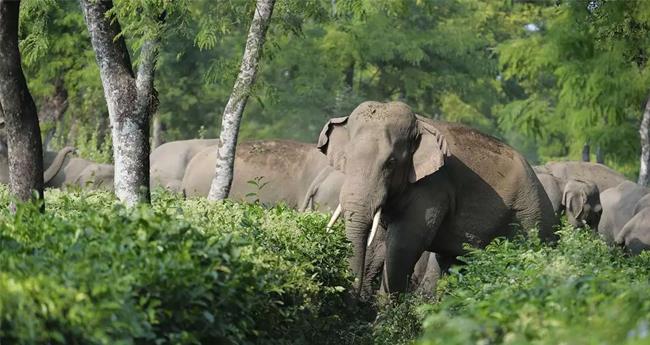 വ​ന്യ​ജീ​വി ആ​ക്ര​മ​ണം; ബു​ധ​നാ​ഴ്ച ഉ​ന്ന​ത​ത​ല യോ​ഗം