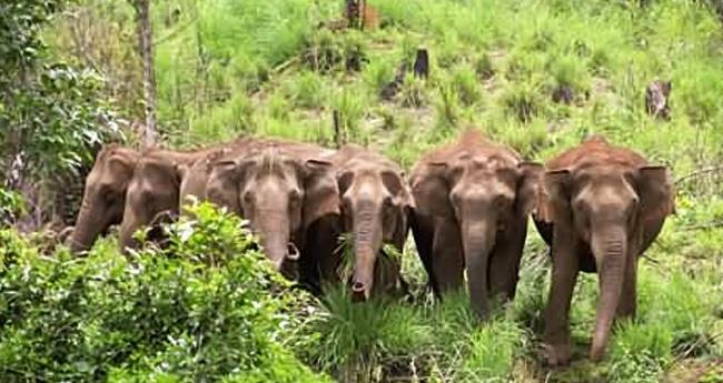 വ​ന്യ​ജീ​വി ആ​ക്ര​മ​ണം; ബു​ധ​നാ​ഴ്ച ഉ​ന്ന​ത​ത​ല യോ​ഗം