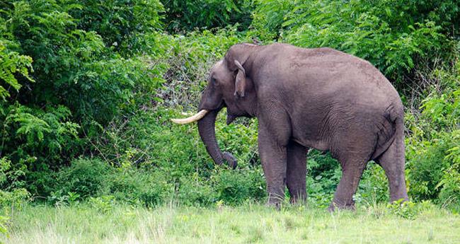 അ​ഗ​ളി​യി​ൽ ജ​ന​വാ​സ​മേ​ഖ​ല​യി​ൽ കാ​ട്ടാ​ന​യി​റ​ങ്ങി