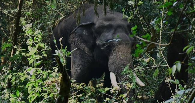 ചി​ന്ന​ക്ക​നാ​ലി​ൽ കാ​ട്ടാ​ന ആ​ക്ര​മ​ണ​ത്തി​ൽ ഒ​രാ​ൾ മ​രി​ച്ചു