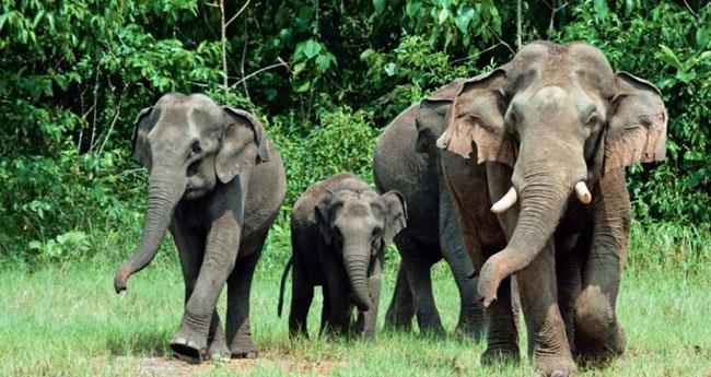 ആ​റ​ളം ഫാ​മി​ൽ വീ​ണ്ടും കാ​ട്ടാ​ന​ക്കൂ​ട്ടം കൃ​ഷി ന​ശി​പ്പി​ച്ചു