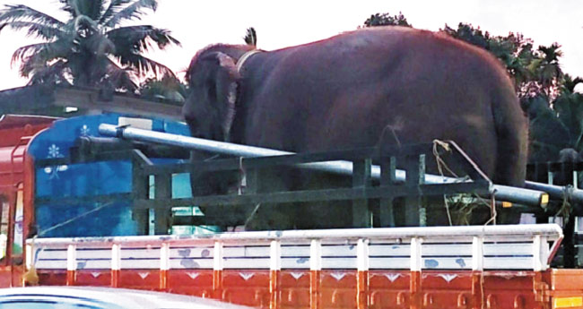 ഷൂ​ട്ടിംഗിനെ​ത്തി​ച്ച ആനകൾ ഏ​റ്റു​മു​ട്ടി; പ​രി​ക്കേ​റ്റ കൊ​മ്പ​ൻ  വ​ന​ത്തി​ലേ​ക്ക് ഓ​ടി മ​റ​ഞ്ഞു