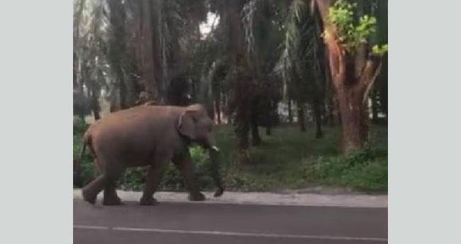 ഏ​ഴാ​റ്റു​മു​ഖം ഗ​ണ​പ​തി ഒ​റ്റ​യ്ക്കെ​ത്തി അ​തി​ര​പ്പി​ള്ളി പോ​ലീ​സ് സ്റ്റേ​ഷ​നി​ലെ തെ​ങ്ങു​ക​ളും ക​വു​ങ്ങും ന​ശി​പ്പി​ച്ചു