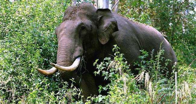 ആ​ട് മേ​യ്ക്കാ​ൻ മ​ല ക​യ​റി​യ വ​യോ​ധി​ക​നെ കാ​ട്ടാ​ന ച​വി​ട്ടി​ക്കൊ​ന്നു