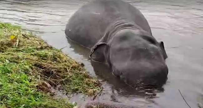 ചാ​ല​ക്കു​ടി പു​ഴ​യി​ൽ കാ​ട്ടാ​ന ച​രി​ഞ്ഞ നി​ല​യി​ൽ