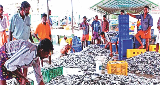 വി​ഷ​മി​ക്കേ​ണ്ട... മ​ത്തി തി​രി​ച്ചു​വ​രും