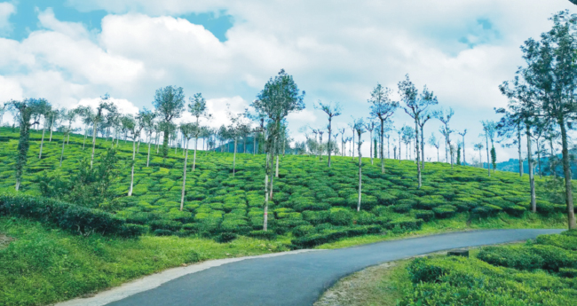 ഇടുക്കി ഏലമല പ്രദേശങ്ങളിൽ  പുതിയ പട്ടയങ്ങൾക്കു വിലക്ക്