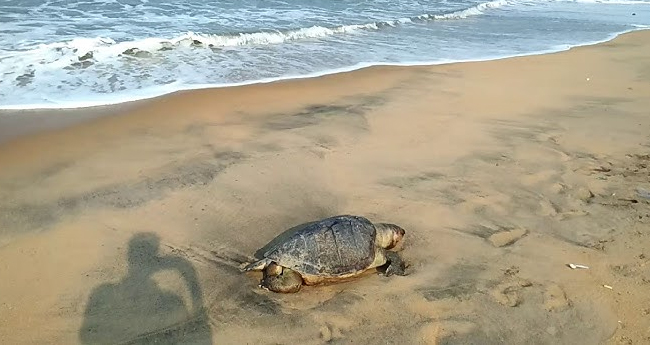 കടലാമയെ ഭക്ഷിച്ച  മൂന്നു പേർ മരിച്ചു