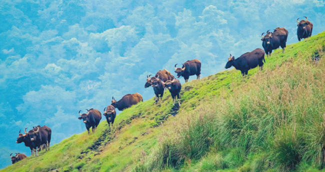 പെ​രി​യാ​ർ ക​ടു​വ സ​ങ്കേ​തം: ജ​ന​വാ​സ​മേ​ഖ​ല ഒ​ഴി​വാ​ക്കാ​ൻ കേ​​​ന്ദ്രത്തോട് ആ​വ​ശ്യ​പ്പെടും