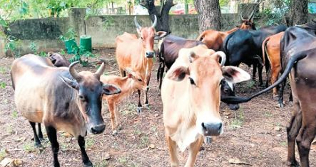 അ​ര​ല​ക്ഷം ക​ന്നു​കാ​ലി​ക​ൾ​ക്ക് ഇ​ൻ​ഷ്വ​റ​ൻ​സ് പ​രി​ര​ക്ഷ:  ധാ​ര​ണാ​പ​ത്രം ഒ​പ്പി​ട്ടു