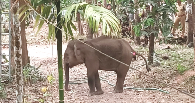 മയക്കുവെടിവച്ചു പി​ടി​കൂ​ടി​യ​ കാട്ടാന ച​രി​ഞ്ഞു