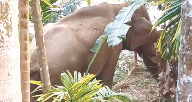 പരിക്കേറ്റ കൊ​മ്പ​ന് കൂട് നിർമാണം അവസാനഘട്ടത്തിൽ