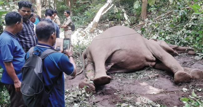 സോ​ളാ​ർ​ വേ​ലി​യി​ൽ ത​ട്ടി  ഷോ​ക്കേ​റ്റ് കാ​ട്ടാ​ന ച​രി​ഞ്ഞു