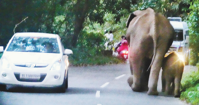 കാ​ട്ടാ​ന ആ​ക്ര​മ​ണം: ബൈ​ക്ക് യാ​ത്ര​ക്കാ​രാ​യ യു​വ​തി​ക്കും യു​വാ​വി​നും പ​രി​ക്കേ​റ്റു