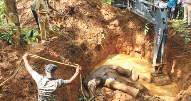 പാ​ല​പ്പി​ള്ളി​യി​ല്‍ സെ​പ്റ്റി​ക് ടാ​ങ്കി​ല്‍ വീ​ണ കാ​ട്ടാ​ന ച​രി​ഞ്ഞു