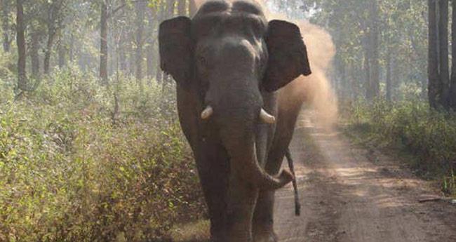 കാ​ട്ടാ​ന ആ​ക്ര​മ​ണ​ത്തി​ല്‍ ര​ണ്ടു​മ​ര​ണം