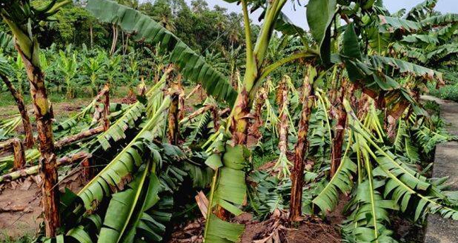 കാലാവസ്ഥാ വ്യതിയാനത്തില്‍  കാര്‍ഷിക നഷ്ടം  500 കോടി കവിഞ്ഞു