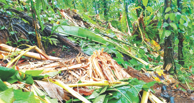 ലോ​പ്പ​സി​ന്‍റെ കൃ​ഷി​യി​ടം  ഉ​ഴു​തു​മ​റി​ച്ച് കാ​ട്ടാ​ന​ക്കൂ​ട്ടം