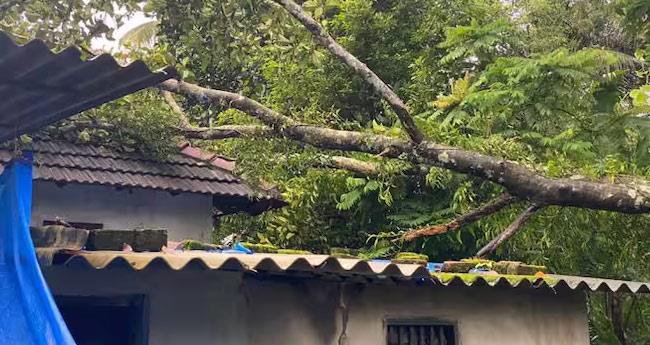 മ​രം വീ​ണു വീ​ട് ത​ക​ര്‍​ന്നു; പി​ഞ്ചു​കു​ട്ടി​ക​ള്‍ ഉ​ള്‍​പ്പെ​ടെ​യു​ള്ള​വ​ര്‍ ര​ക്ഷ​പ്പെ​ട്ടു