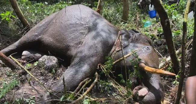 ച​ക്ക​ക്കൊ​മ്പ​നു​മാ​യി ഏ​റ്റു​മു​ട്ടി; മു​റി​വാ​ല​ൻ ച​രി​ഞ്ഞു