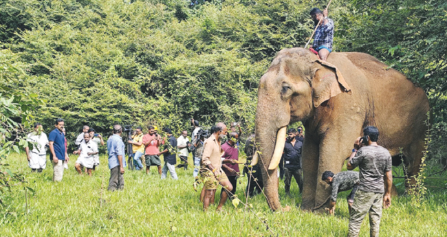 സി​​​നി​​​മാ​​ഷൂ​​​ട്ടിം​​​ഗി​​​നി​​​ടെ കാ​ടു​ക​യ​റി​യ നാ​ട്ടു​കൊ​ന്പ​നെ ക​ണ്ടെ​ത്തി