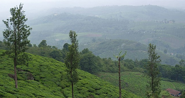 വയനാട് പുനരധിവാസം ; നെ​​​ടു​​​മ്പാ​​​ല എ​​​സ്റ്റേ​​​റ്റ് ആ​​​ദ്യ​​​ഘ​​​ട്ട​​​ത്തി​​​ല്‍  ഏ​​​റ്റെ​​​ടു​​​ക്കി​​​ല്ലെ​​​ന്ന് സ​​​ര്‍ക്കാ​​​ര്‍