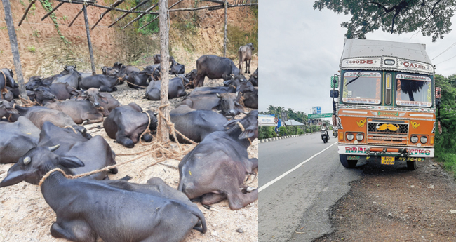 മാ​ടു​ക​ളെ ക​യ​റ്റി​വ​ന്ന ലോ​റി ത​ട്ടി​യെ​ടു​ത്തു, ഡ്രൈ​വ​റെ റോ​ഡി​ൽ ഉ​പേ​ക്ഷി​ച്ചു