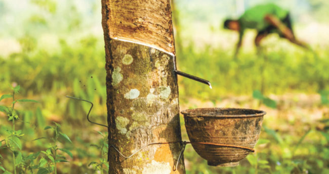 ആ​ഭ്യ​ന്ത​ര ഷീ​റ്റി​നു നേ​രേ  മു​ഖം​തി​രി​ച്ച് ട​യ​ർ​ലോ​ബി