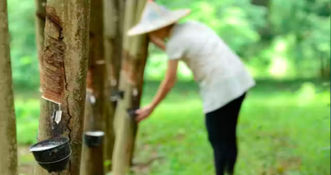 ഇന്ത്യയിൽ നിരാശ; രാജ്യാന്തര റബറിന് നേട്ടം