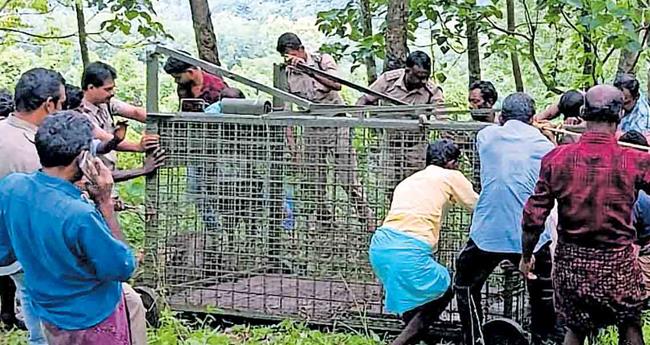 ക​ടു​വ സാ​ന്നി​ധ്യം ; ത​ല​പ്പു​ഴ ഗ​വ.​എ​ൻ​ജി​നീ​യ​റിം​ഗ് കോ​ള​ജി​ൽ പ​ഠ​നം ഓ​ൺ​ലൈ​നാ​ക്കി